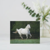 Appaloosa Pferd läuft 1 Postkarte (Stehend Vorderseite)