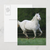 Appaloosa Pferd läuft 1 Postkarte (Vorne/Hinten)