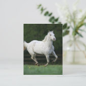 Appaloosa Pferd läuft 1 Postkarte (Stehend Vorderseite)
