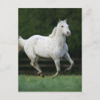 Appaloosa Pferd läuft 1