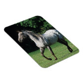 Appaloosa Pferd läuft 2 Magnet (Rechte Seite)