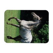 Appaloosa Pferd läuft 2 Magnet (Horizontal)