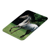 Appaloosa Pferd läuft 2 Magnet (Linke Seite)