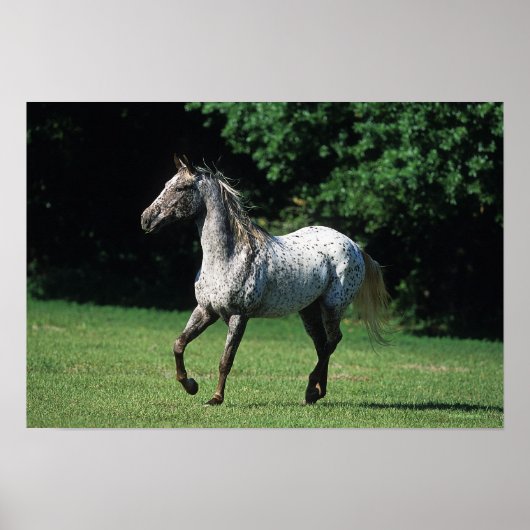Appaloosa Pferd läuft 2 Poster (Vorne)