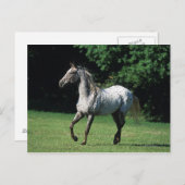 Appaloosa Pferd läuft 2 Postkarte (Vorne/Hinten)