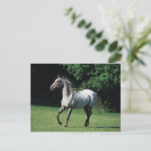 Appaloosa Pferd läuft 2 Postkarte (Stehend Vorderseite)