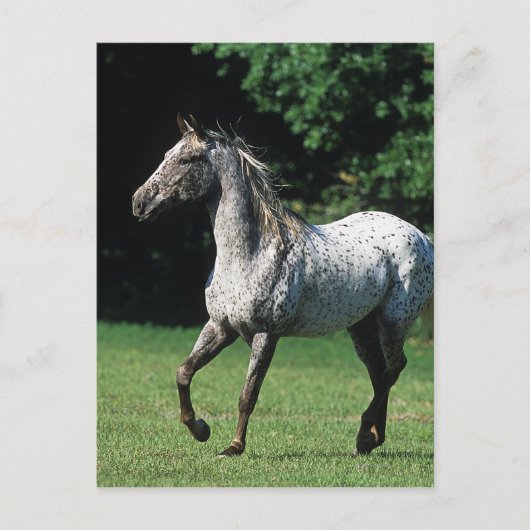 Appaloosa Pferd läuft 2 Postkarte (Vorderseite)