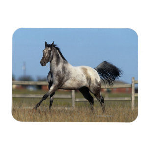 Appaloosa Pferd läuft 3 Magnet
