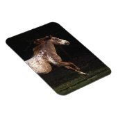 Appaloosa Pferd läuft 4 Magnet (Rechte Seite)