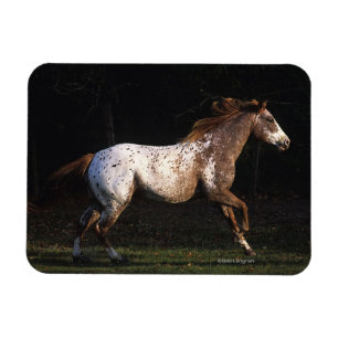 Appaloosa Pferd läuft 4 Magnet