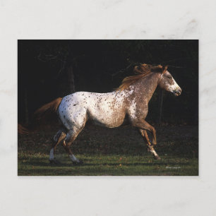 Appaloosa Pferd läuft 4 Postkarte