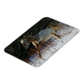 Appaloosa Pferd läuft im Schnee Magnet (Linke Seite)