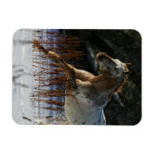 Appaloosa Pferd läuft im Schnee Magnet (Horizontal)