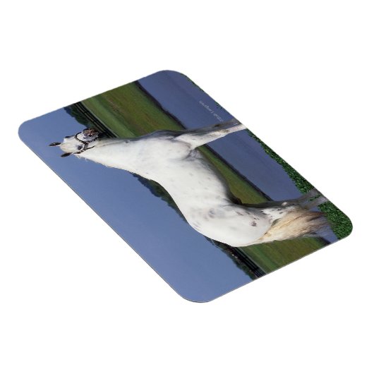 Appaloosa Pferd Magnet (Rechte Seite)