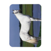 Appaloosa Pferd Magnet (Vertikal)