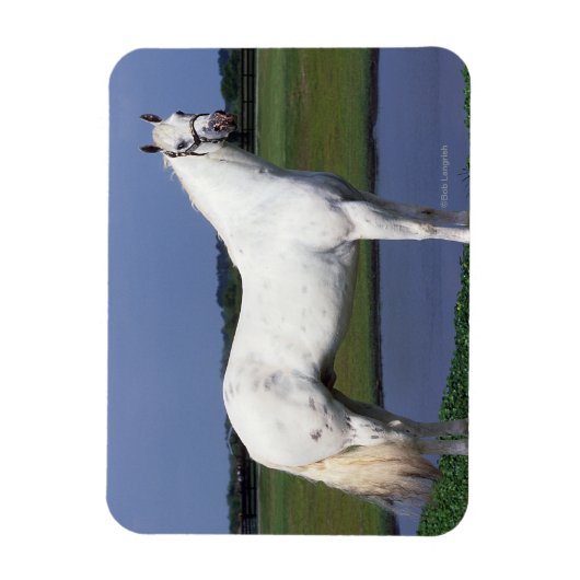 Appaloosa Pferd Magnet (Vertikal)