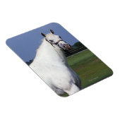 Appaloosa Pferd Magnet (Rechte Seite)