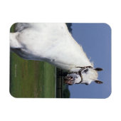 Appaloosa Pferd Magnet (Horizontal)