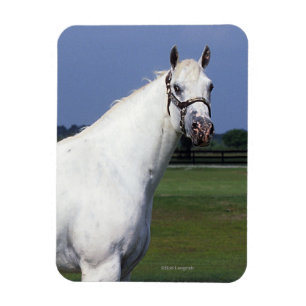 Appaloosa Pferd Magnet