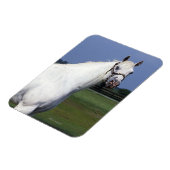 Appaloosa Pferd Magnet (Linke Seite)