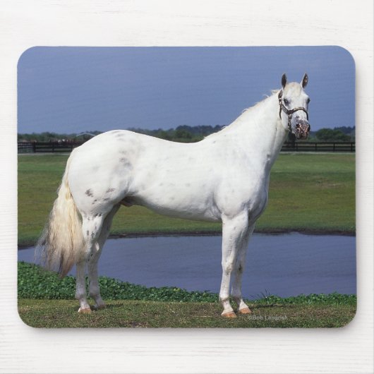 Appaloosa-Pferd Mousepad (Vorne)
