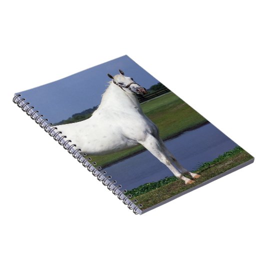 Appaloosa-Pferd Notizblock (Rechte Seite)