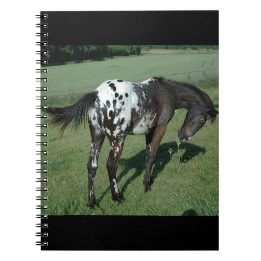 Appaloosa Pferd Notizblock (Vorderseite)