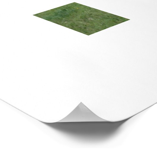 Appaloosa Pferd Poster (Ecke)