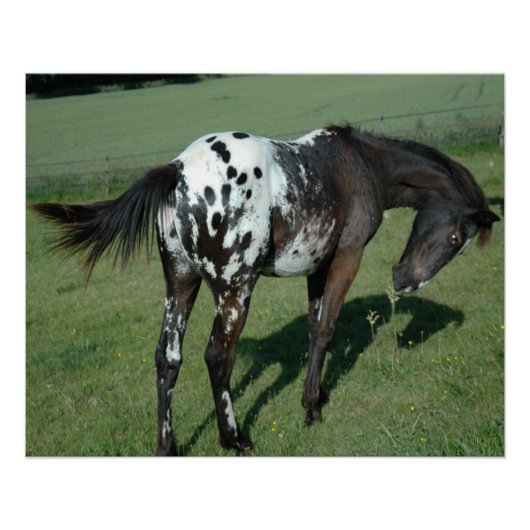 Appaloosa Pferd Poster (Vorderseite)