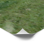 Appaloosa Pferd Poster (Ecke)