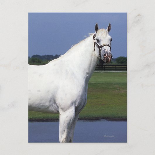 Appaloosa Pferd Postkarte (Vorderseite)