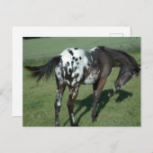 Appaloosa Pferd Postkarte (Vorne/Hinten)