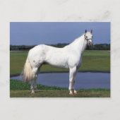 Appaloosa Pferd Postkarte (Vorderseite)