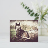Appaloosa Pferd Postkarte (Stehend Vorderseite)