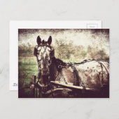 Appaloosa Pferd Postkarte (Vorne/Hinten)