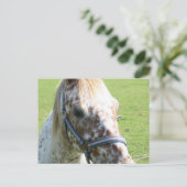 Appaloosa Pferd Postkarte (Stehend Vorderseite)