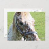 Appaloosa Pferd Postkarte (Vorne/Hinten)