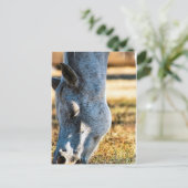 Appaloosa Pferd Postkarte (Stehend Vorderseite)
