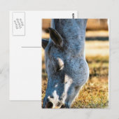 Appaloosa Pferd Postkarte (Vorne/Hinten)