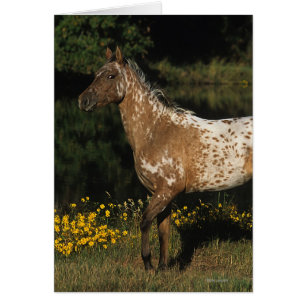 Appaloosa Pferd Stehend am See