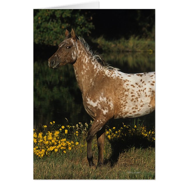 Appaloosa Pferd Stehend am See (Vorne)