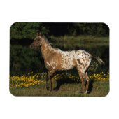 Appaloosa Pferd Stehend am See Magnet (Horizontal)