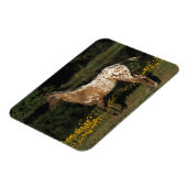 Appaloosa Pferd Stehend am See Magnet (Linke Seite)