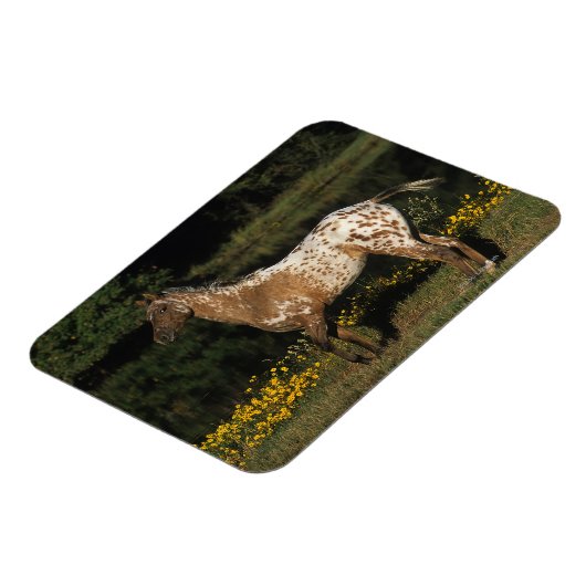 Appaloosa Pferd Stehend am See Magnet (Linke Seite)