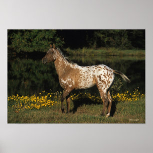 Appaloosa Pferd Stehend am See Poster