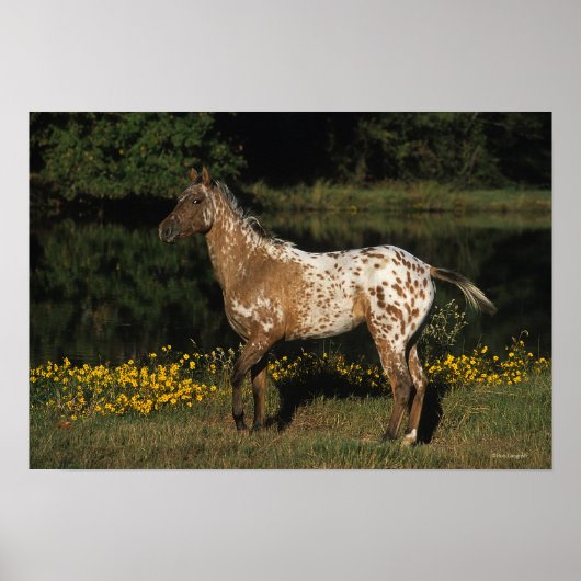 Appaloosa Pferd Stehend am See Poster (Vorne)