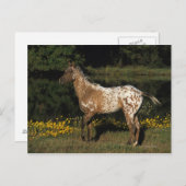Appaloosa Pferd Stehend am See Postkarte (Vorne/Hinten)