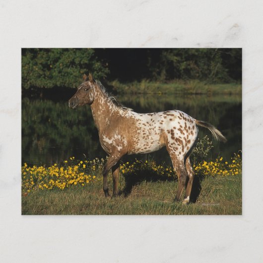 Appaloosa Pferd Stehend am See Postkarte (Vorderseite)