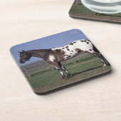Appaloosa-Pferd stehend Getränkeuntersetzer (Linke Seite)