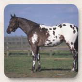 Appaloosa-Pferd stehend Getränkeuntersetzer (Vorderseite)